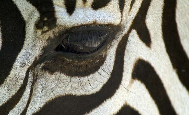 zebre hanno le strisce