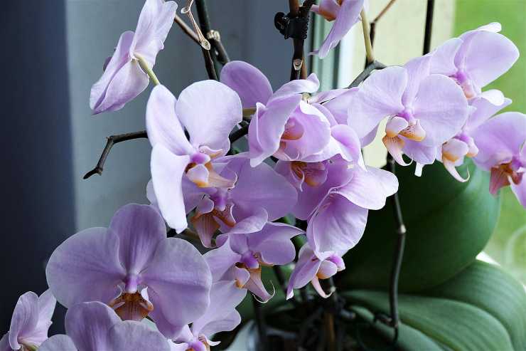 orchidea