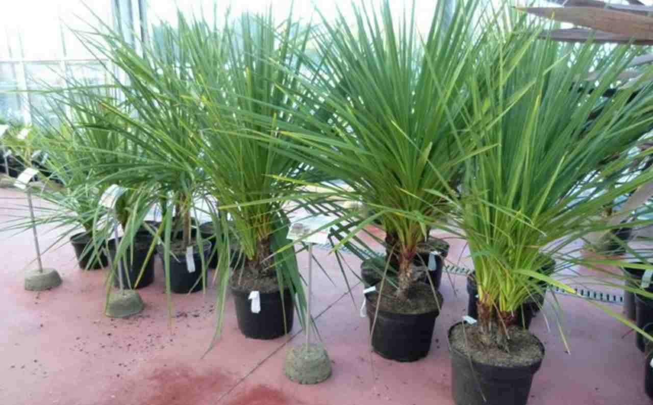 pianta della Polinesia in vivaio_25-2-22