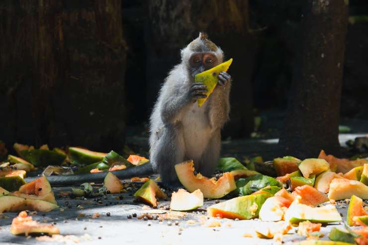 spreco alimentare scimmia