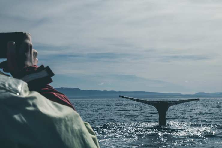 whale watching