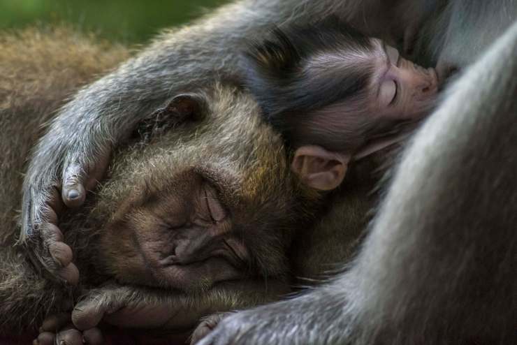 World Nature Photography Awards tom vierus