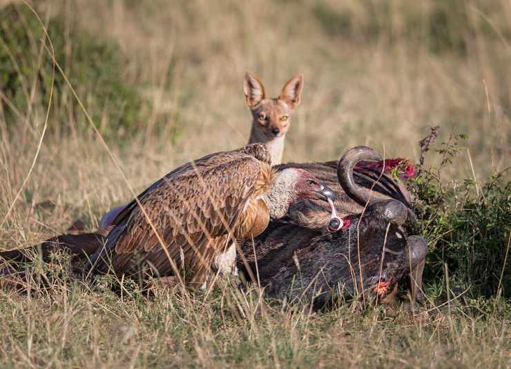 World Nature Photography Awards ashok behera