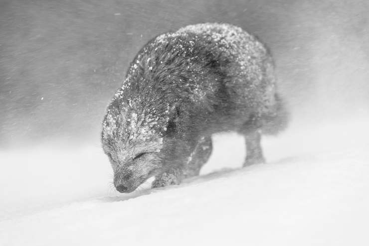 World Nature Photography Awards vince burton