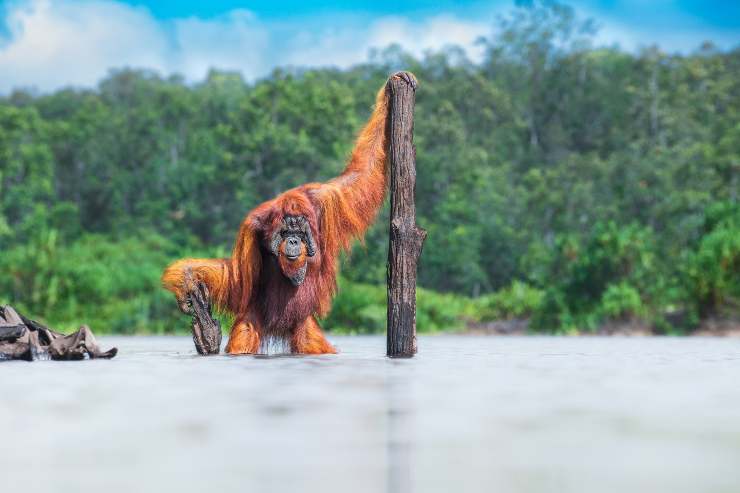 World Nature Photography Awards thomas vijayan