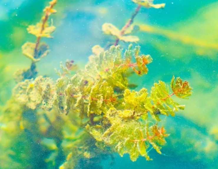 alga spirulina