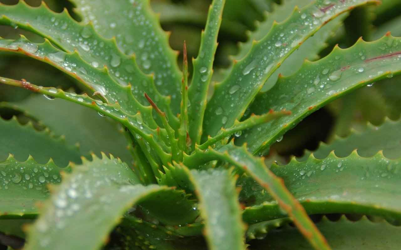 aloe vera_25-3-22