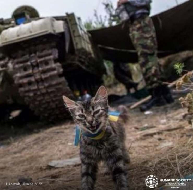 animali ucraina