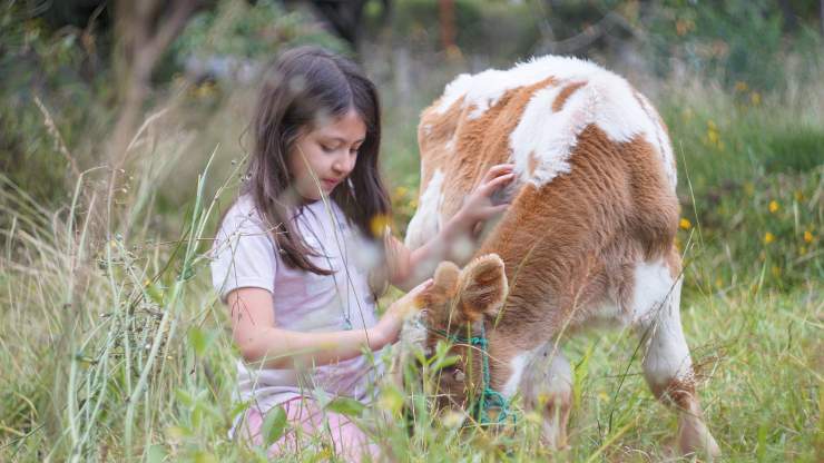 bambina mucca