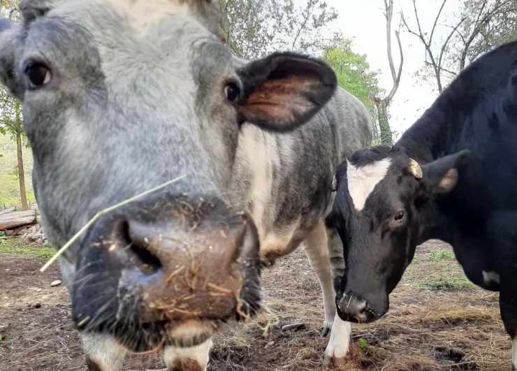 Bovini santuario Milano