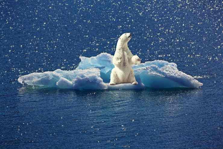 cambiamento climatico orso polare_11-3-22