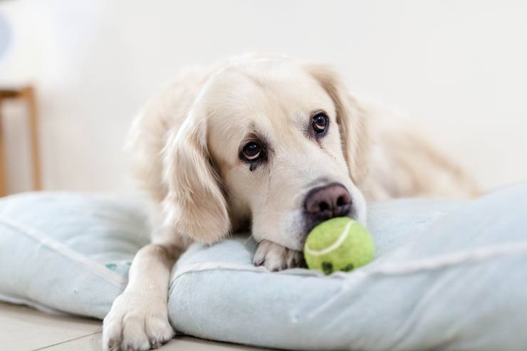 cane gioco