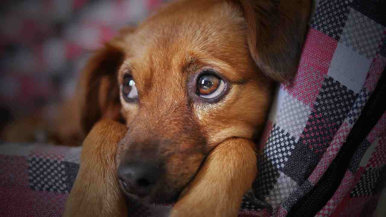 Cosa prova un cane quando in famiglia si perde un altro cane?