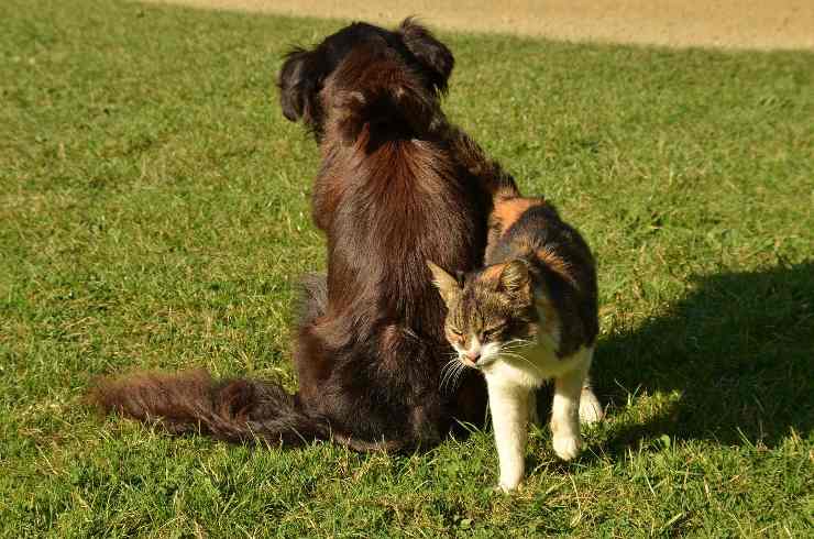 cani e gatti al parco 18-3-22