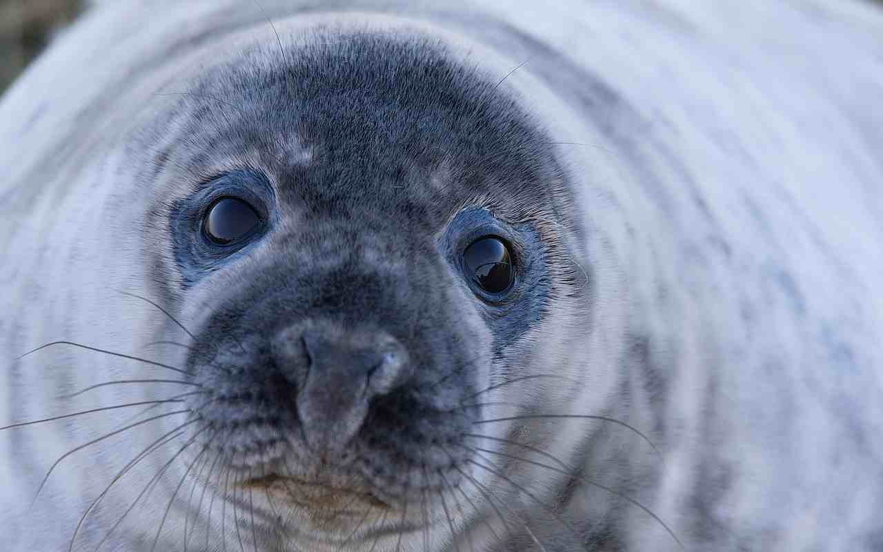 foca