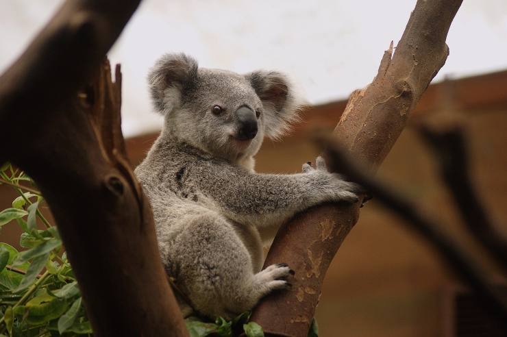 koala