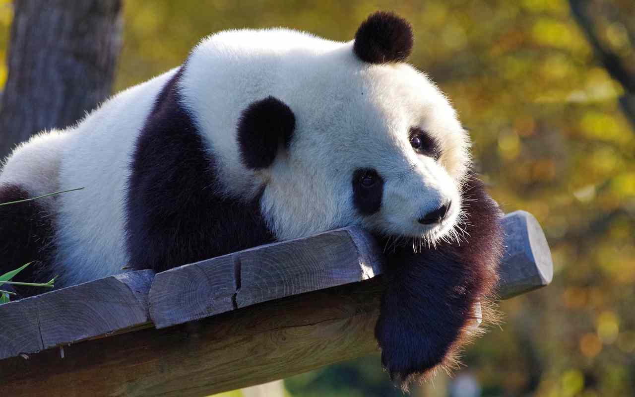 panda