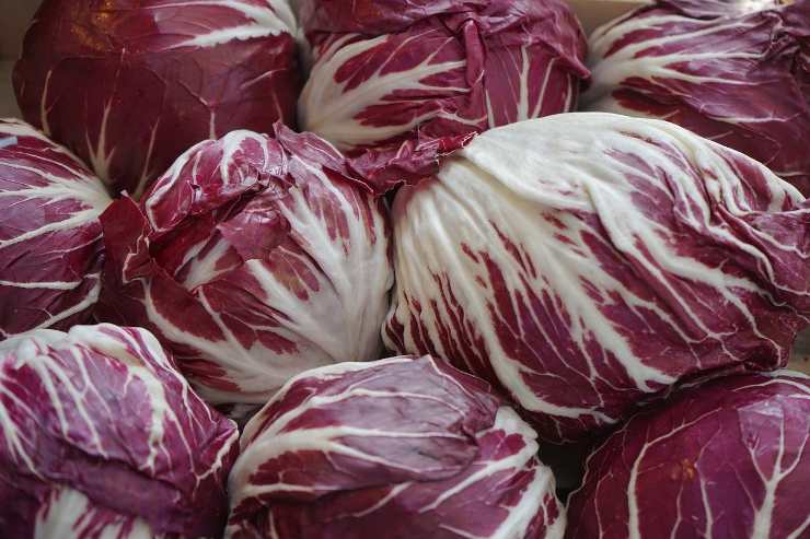 radicchio_14-3-22