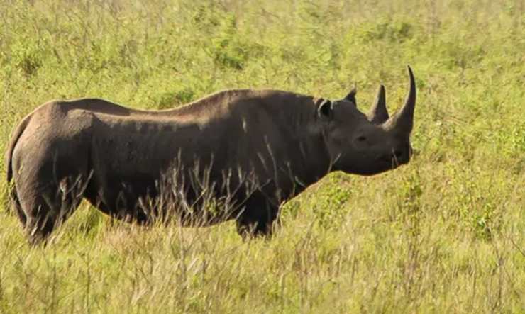 rinoceronte nero Rajabu