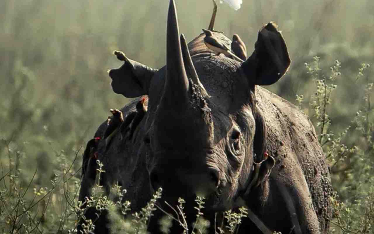 rinoceronte nero rajabu