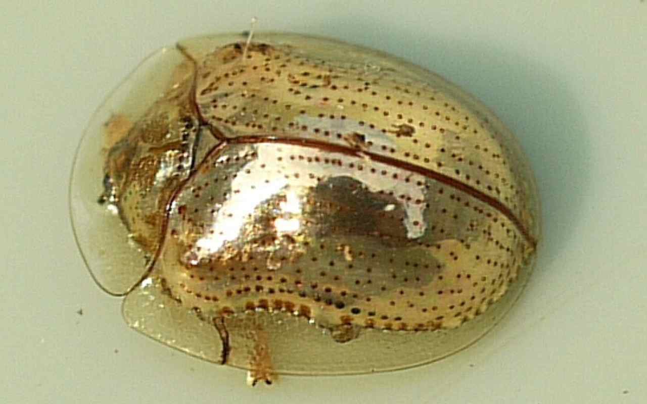 scarabeo tartaruga d'oro