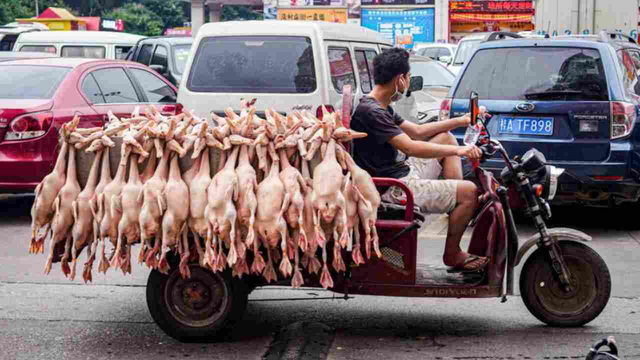 wet market cina