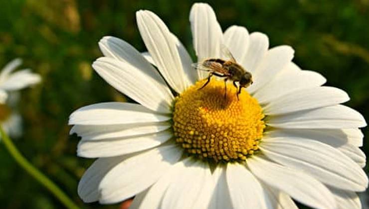 Servono più spazi green per le api