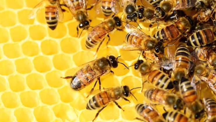 Rischio estinzione per le api