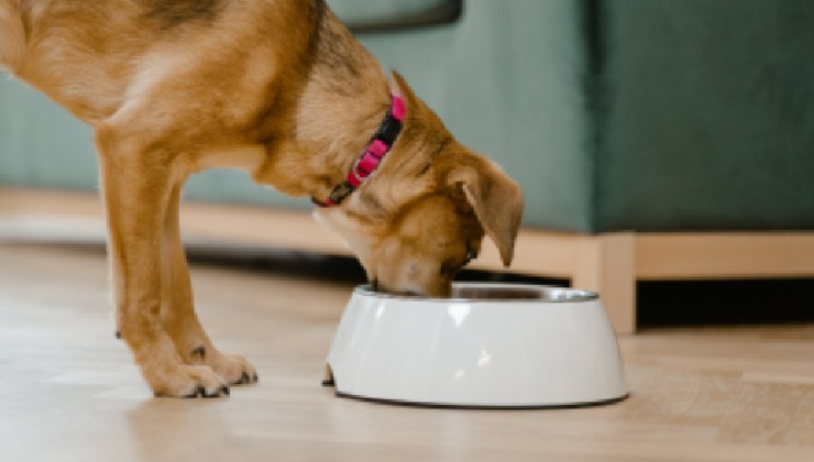 La salute del nostro cane è nelle nostre mani