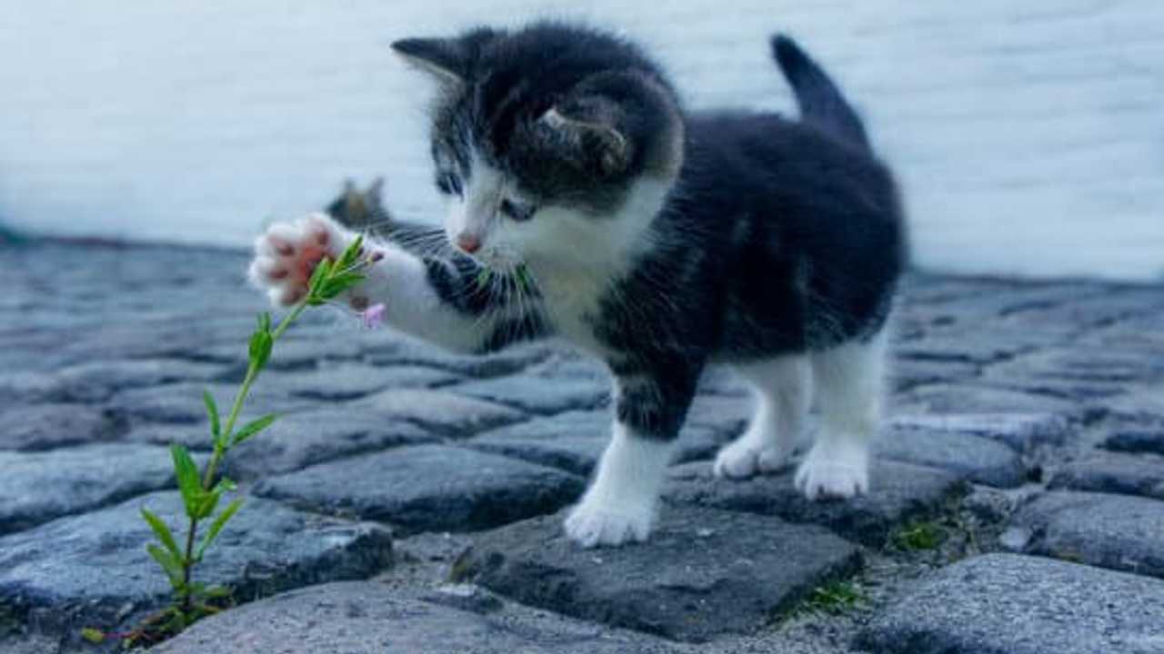 Fiore pericoloso per i gatti
