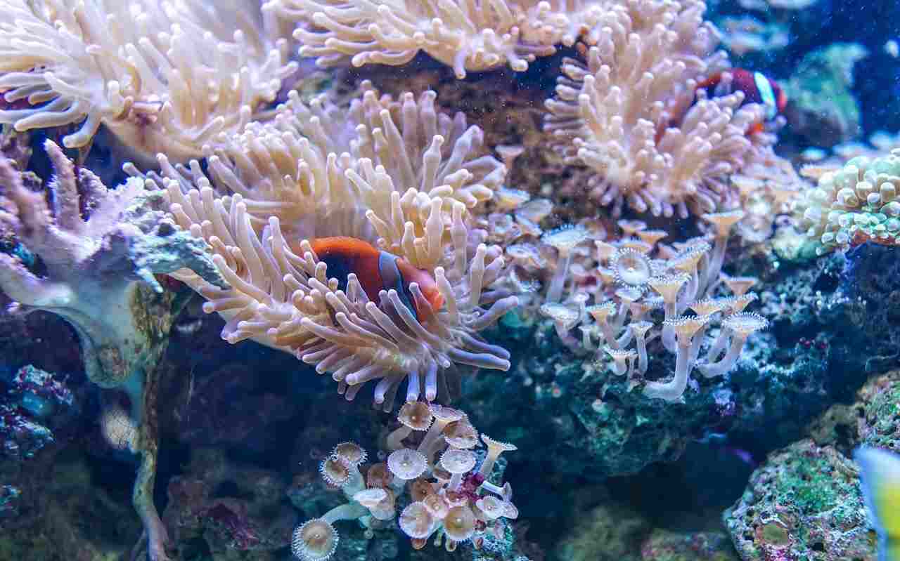 barriera corallina_1-4-22