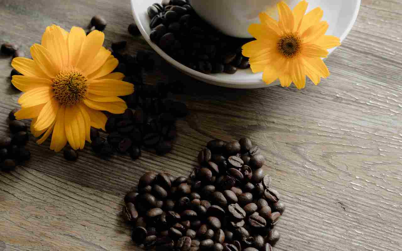 caffè per innaffiare piante