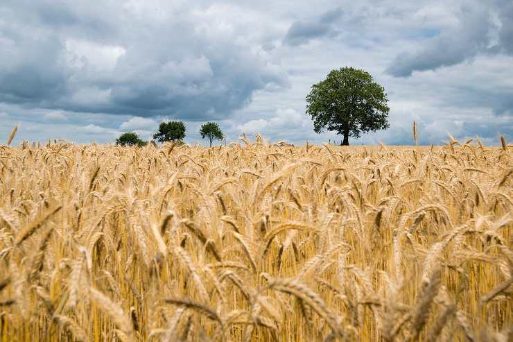 grano prezzo campo