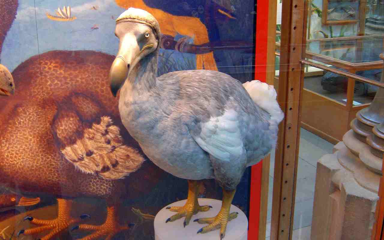 dodo