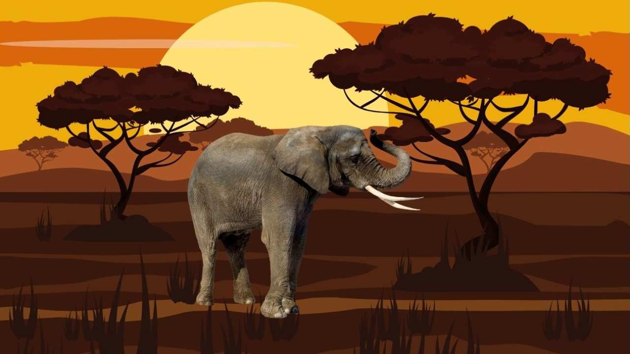 rompicapo fuga dall'elefante