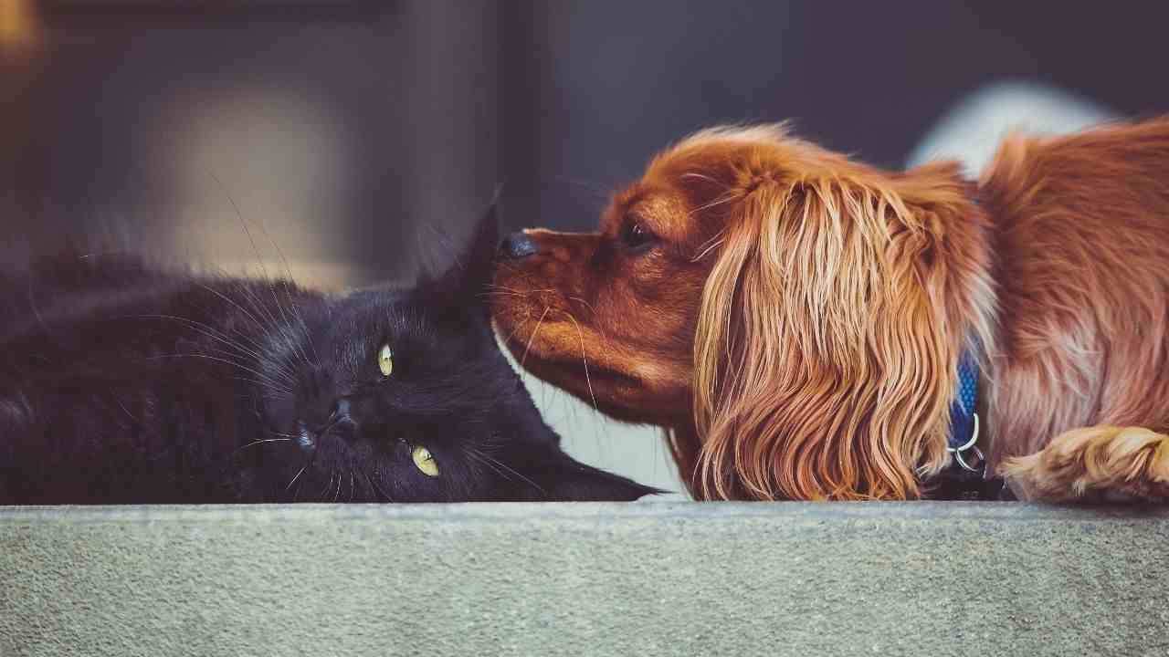 La salute di cani e gatti