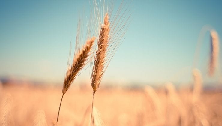 La crisi del grano