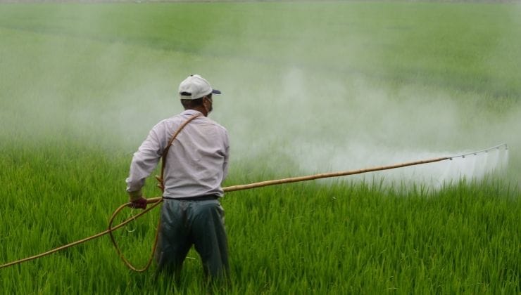 Come rimuovere i pesticidi