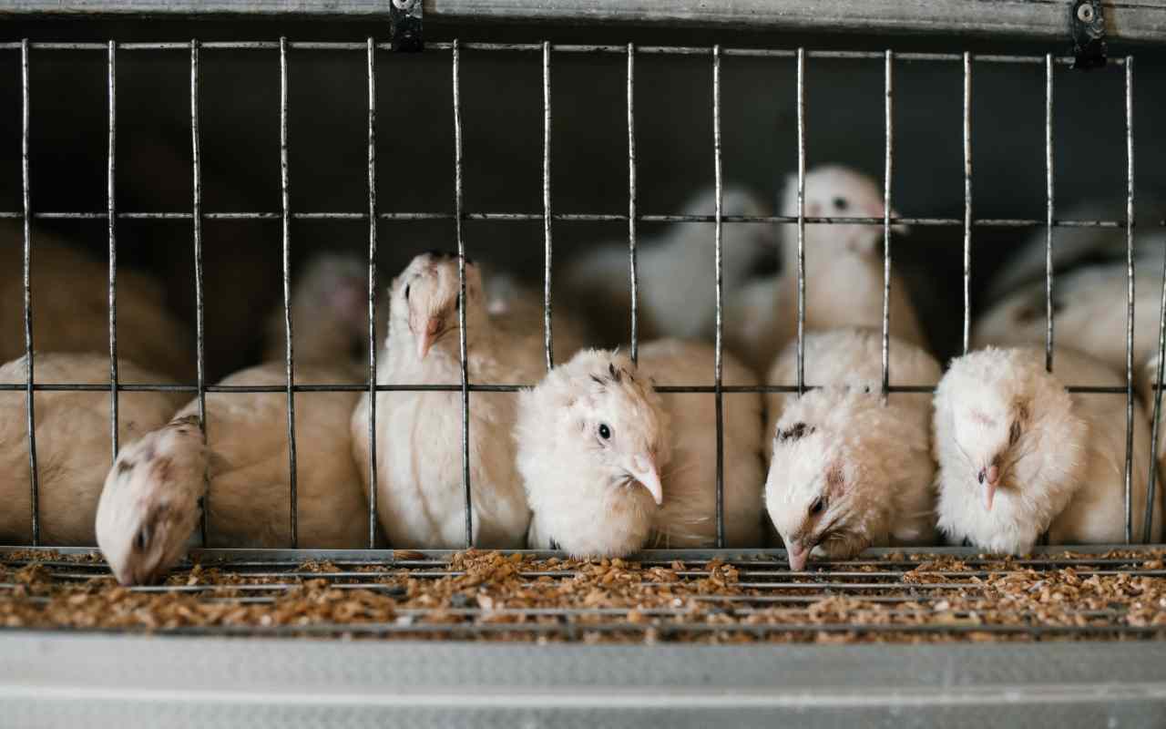torture per gli animali in gabbia