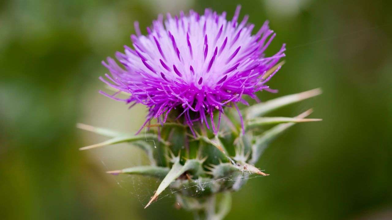 rimedio naturale per la salute