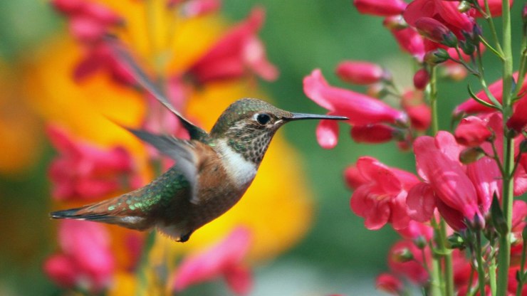 colibrì estinzione per riscaldamento globale