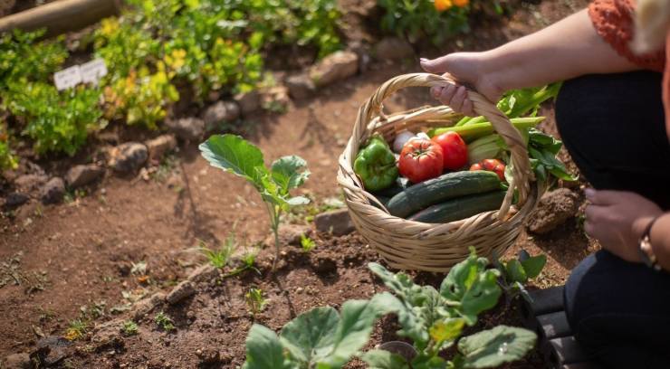 agricoltura bio oggi