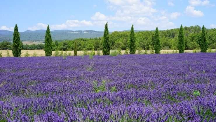 benefici lavanda