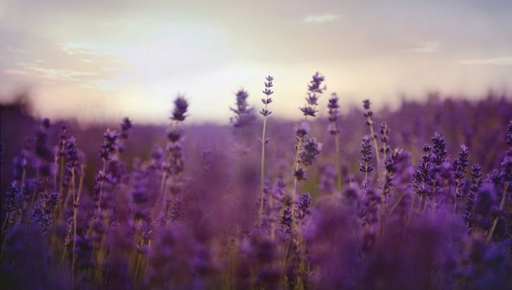 campi lavanda Italia