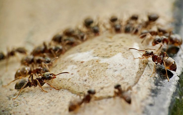 allontanare formiche
