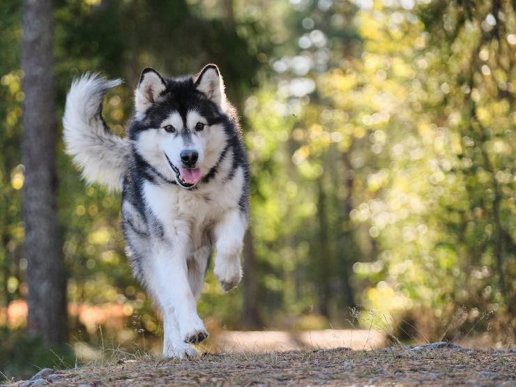 cane passeggiate