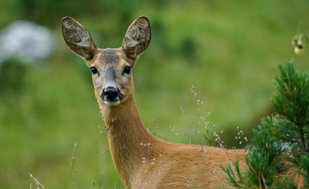 capriolo fauna italia montagna