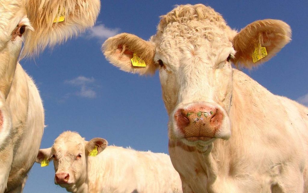 Allevamento - Grana Padano: le terribili e sconcertanti condizioni di un allevamento