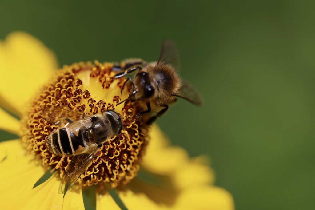 Api che impollinano un fiore, importanti per l'ecosistema