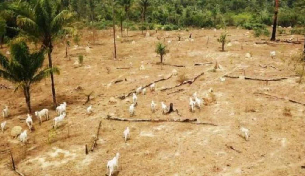 animal-equality-allevamenti-deforestazione